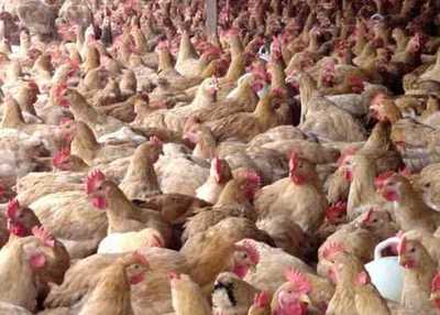 2016养肉鸡赚钱吗?2016肉鸡养殖前景及市场价格行情分析