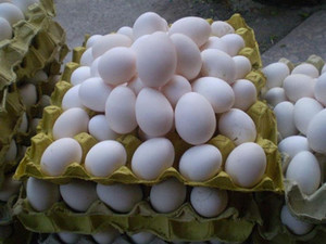 【白蛋鸡】白蛋鸡价格/图片_白蛋鸡批发/采购_白蛋鸡厂家/供应商