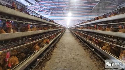南源农业:强强组合,专注国鸡父母代养殖和孵化计划