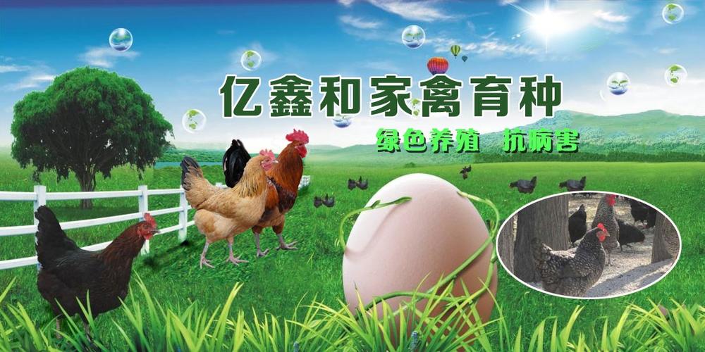 批发价        联系方式      公司:四川亿鑫和家禽育种有限责任公司
