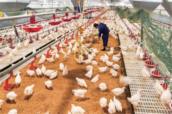 投资行情 详情品牌优势 正大养鸡作为北京家禽育种有限公司的主打品牌