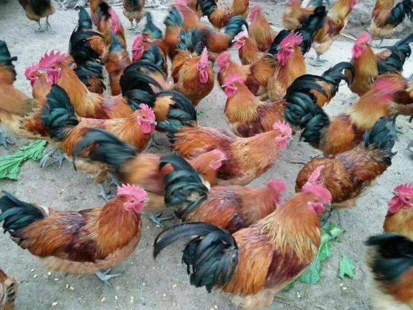 麻羽公鸡-产品展示-江西康博家禽育种有限责任公司