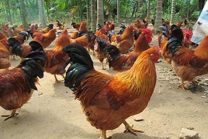 87_阉鸡前后应如何处理_四川亿鑫和家禽育种有限责任公司