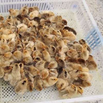 众鑫专业家禽育种公司供应高产绿壳蛋鸡苗|绿壳种蛋|30日龄脱温鸡包活到家
