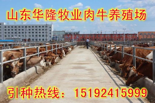 郑州养牛场