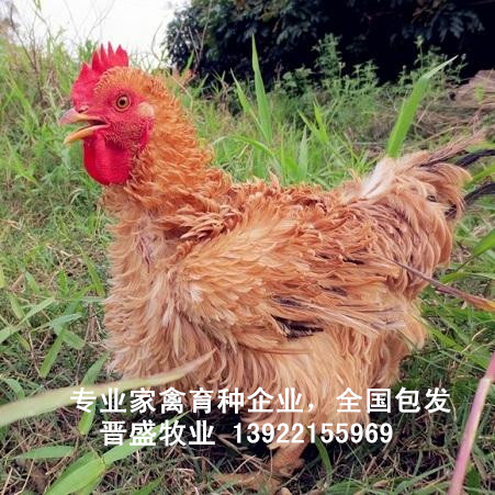 广东湛江鸡苗批发 供应东莞温氏麻5鸡苗报价 茂名土鸡苗价.