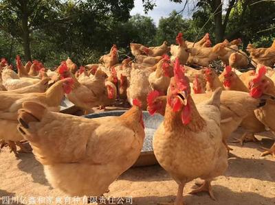 吉安贵妃鸡苗批发 江西五黑鸡苗 新余黑土鸡苗价格 鹰潭芦花鸡苗