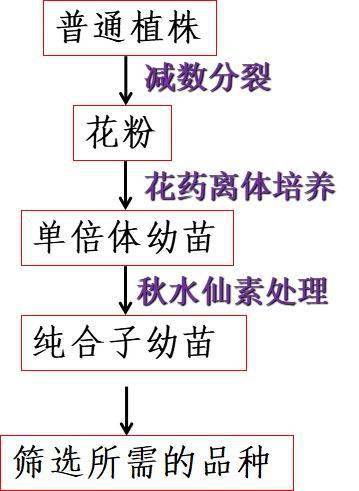 高中生物 杂交育种与诱变育种详解