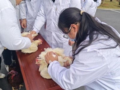 我院动物科学专业《动物繁殖学》课程组师生赴铜鼓江西华裕家禽育种开展一流课程企业教学活动