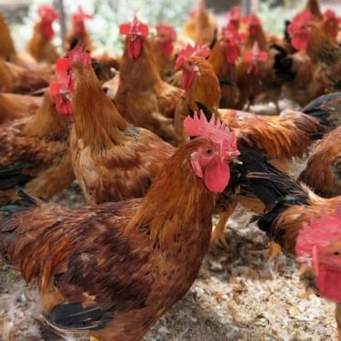 温氏肉鸡商城客户版下载