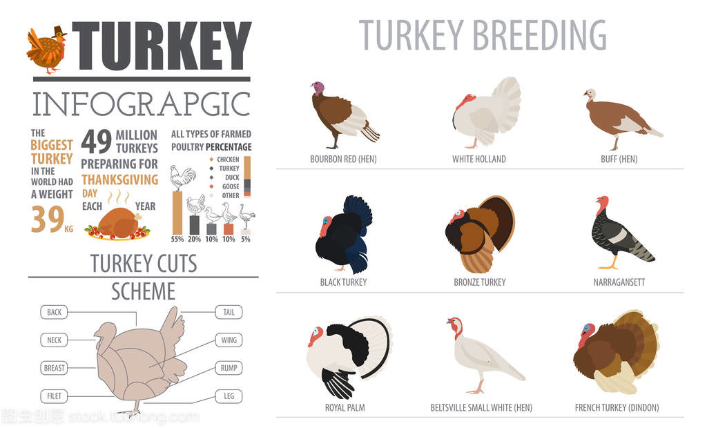 家禽养殖信息图表模板。土耳其育种。平面设计