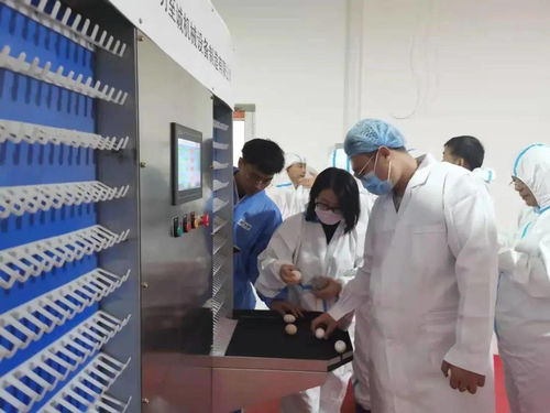 我国首台种鸡性能智能测定系统投入应用