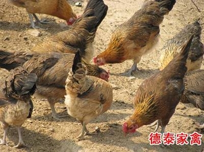 山东德泰家禽育种